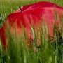 Nel Vco l'estate meteorologica inizia con l'allerta gialla per temporali Nel Vco l'estate meteorologica inizia con l'allerta gialla per temporali