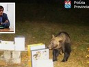 L'orso ripreso a Trontano, nel riquadro Luigi Spadone