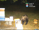 Trontano, un appostamento della polizia provinciale per monitorare l'orso FOTO e VIDEO