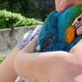 Recuperato dai vigili del fuoco un pappagallo scappato al suo proprietario