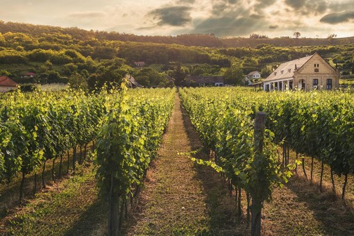 Il vino sfida i confini: l’innovazione tra IA, blockchain e spazio