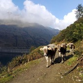Emergenza acqua, Coldiretti Piemonte: &quot;I pascoli a secco mettono a rischio la stagione in alpeggio&quot;