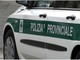Diversi cervi investiti nel Vco, la polizia provinciale invita gli automobilisti alla prudenza