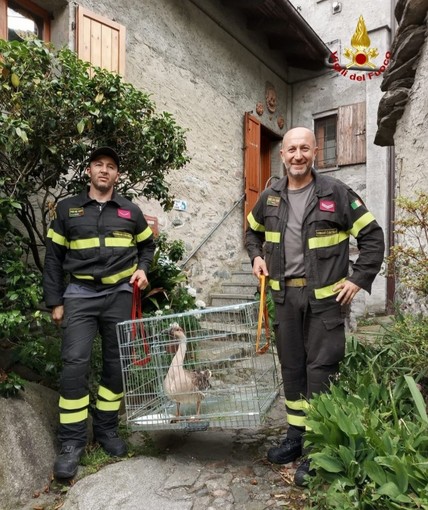 Pieve Vergonte, oca in difficoltà salvata dai Vigili del Fuoco Pieve Vergonte, oca in difficoltà salvata dai Vigili del Fuoco