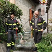 Pieve Vergonte, oca in difficoltà salvata dai Vigili del Fuoco Pieve Vergonte, oca in difficoltà salvata dai Vigili del Fuoco
