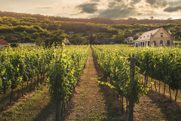 Il vino sfida i confini: l’innovazione tra IA, blockchain e spazio