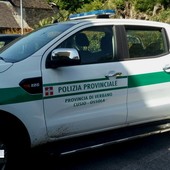 Cervi sulle strade del Vco, cresce il rischio di incidenti