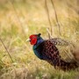 Fauna selvatica, il Piemonte aggiorna le regole: via libera in Commissione alle nuove Zrc