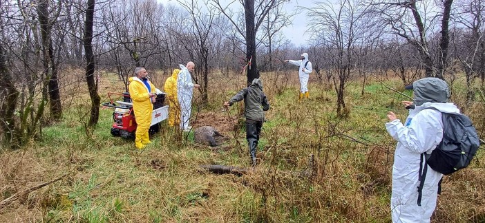 Volontari cercasi: l’Ente Parchi forma operatori per il controllo del cinghiale Volontari cercasi: l’Ente Parchi forma operatori per il controllo del cinghiale