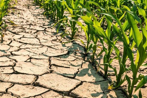Caldo e siccità, è allarme in Piemonte: "Raccolti a rischio, servono interventi urgenti" Caldo e siccità, è allarme in Piemonte: "Raccolti a rischio, servono interventi urgenti"