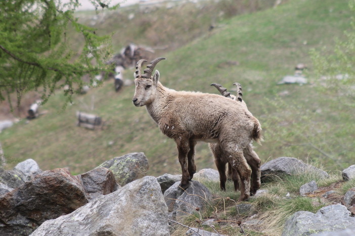 Parco Veglia Devero, in crescita la popolazione di stambecchi