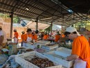 A Trontano è quasi ora di Sagra del Fungo