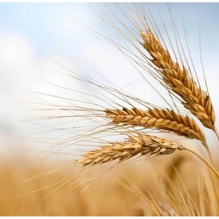 Produzione cerealicola, Coldiretti Piemonte: &quot;Prospettive di buona qualità e di incremento delle superfici&quot;
