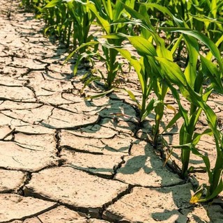 Caldo e siccità, è allarme in Piemonte: "Raccolti a rischio, servono interventi urgenti"