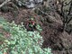 Ritrovati illesi i due cercatori di funghi dispersi ad Arvogno Ritrovati illesi i due cercatori di funghi dispersi ad Arvogno