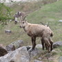Parco Veglia Devero, in crescita la popolazione di stambecchi