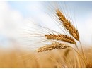 Produzione cerealicola, Coldiretti Piemonte: "Prospettive di buona qualità e di incremento delle superfici" Produzione cerealicola, Coldiretti Piemonte: "Prospettive di buona qualità e di incremento delle superfici"