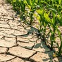 Caldo e siccità, è allarme in Piemonte: "Raccolti a rischio, servono interventi urgenti" Caldo e siccità, è allarme in Piemonte: "Raccolti a rischio, servono interventi urgenti"