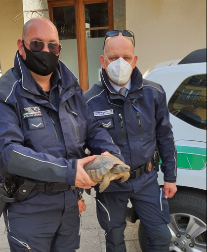 Testuggine vaga per via Castellazzo, salvata dagli agenti della Polizia Locale Testuggine vaga per via Castellazzo, salvata dagli agenti della Polizia Locale