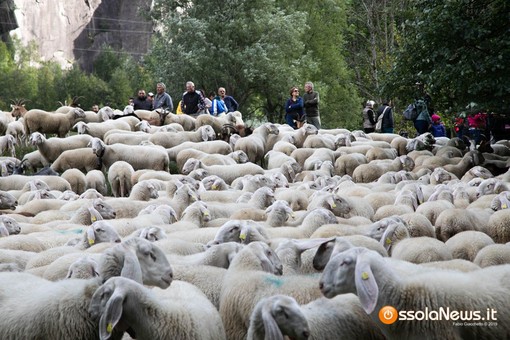 Allasia: "La transumanza occasione per rilanciare la montagna piemontese"