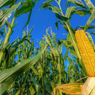 Coldiretti Piemonte: mais in difficoltà per forti piogge