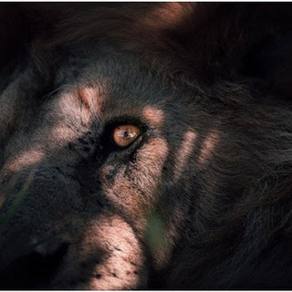 Riparte con l'assemblea dei soci l'attività de La Cinefoto