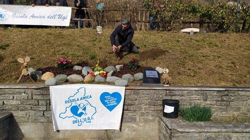 A Montescheno un melograno contro il cancro infantile