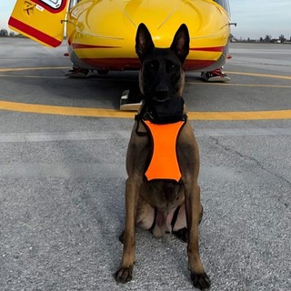 Attive da oggi le unità cinofile da valanga del Soccorso Alpino piemontese