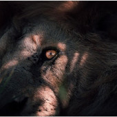 Riparte con l'assemblea dei soci l'attività de La Cinefoto