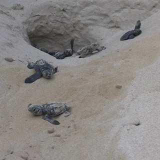 Wwf a difesa delle tartarughe marine, in Sicilia primato di deposizioni