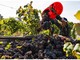 Vendemmia 2025: già conclusa quella dei bianchi ossolani, c'è attesa per i rossi