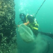 Marina di Ravenna, torna la Festa della Cozza Selvaggia tra mare, biodiversità e tradizioni