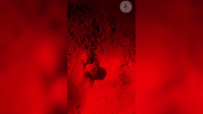 Ad Anzio la nascita di 72 tartarughe Caretta Caretta e la loro prima corsa verso il mare