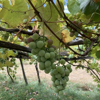 Vitivinicoltura, Bongioanni: "In arrivo 6,2 milioni di euro a 377 vignaioli piemontesi"