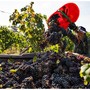 Vendemmia 2025: già conclusa quella dei bianchi ossolani, c'è attesa per i rossi