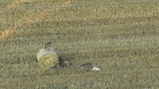 Branco di lupi 'adotta' un cucciolo di cane, il caso raro in Grecia – Video