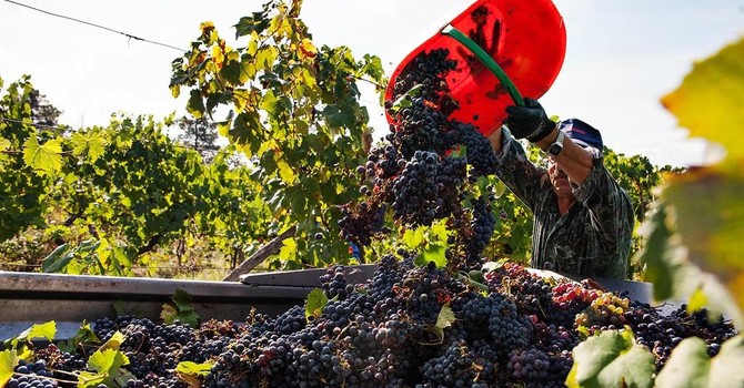 Vendemmia 2025: già conclusa quella dei bianchi ossolani, c'è attesa per i rossi