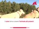 Un italiano su tre vive con un animale da compagnia Un italiano su tre vive con un animale da compagnia