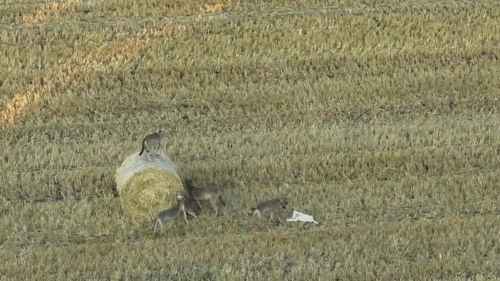 Branco di lupi 'adotta' un cucciolo di cane, il caso raro in Grecia – Video Branco di lupi 'adotta' un cucciolo di cane, il caso raro in Grecia – Video