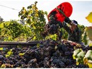 Vendemmia 2025: già conclusa quella dei bianchi ossolani, c'è attesa per i rossi Vendemmia 2025: già conclusa quella dei bianchi ossolani, c'è attesa per i rossi