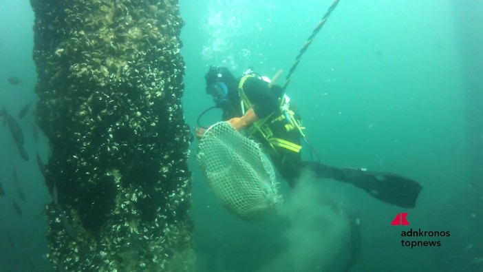Marina di Ravenna, torna la Festa della Cozza Selvaggia tra mare, biodiversità e tradizioni