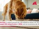 Pet food, previsto boom nel 2034: crescita 48% e 200 miliardi