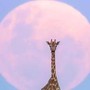 Luna di Fragola in arrivo, cosa succede l'11 giugno 2025 e come osservarla