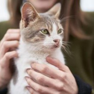 Vacanza gratis in Grecia... ma badando ai gatti randagi: l'annuncio 'di lavoro' Vacanza gratis in Grecia... ma badando ai gatti randagi: l'annuncio 'di lavoro'