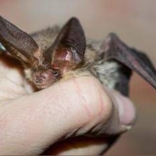 Pipistrello africano tra i vicoli di Lampedusa, scoperta nuova specie in Europa