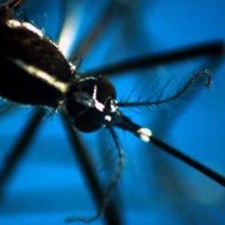 Da Dengue a West Nile, arbovirus minaccia per l'Italia: l'allarme