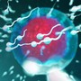 Fertilità, dove vive lui conta: regione di residenza e smog incidono su qualità sperma Fertilità, dove vive lui conta: regione di residenza e smog incidono su qualità sperma