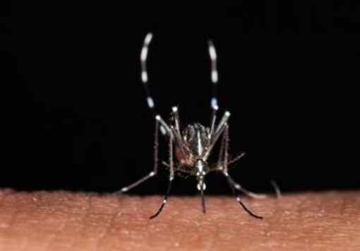 Da zecche a zanzare rischio virus in vacanza, Bassetti: "Non solo in Paesi esotici" Da zecche a zanzare rischio virus in vacanza, Bassetti: "Non solo in Paesi esotici"
