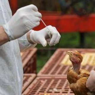 Aviaria, negli Usa primo caso umano al mondo: morto il paziente infettato dal virus Aviaria, negli Usa primo caso umano al mondo: morto il paziente infettato dal virus