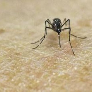 Chikungunya, vaccino in Italia dal 30 ottobre Chikungunya, vaccino in Italia dal 30 ottobre